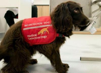 خبرنگاران سگ ها برای شناسایی ویروس کرونا آموزش می بینند