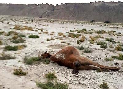 جزییات جدید درباره علت مرگ شترها