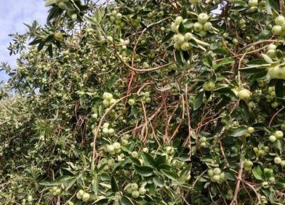 آغاز برداشت سیب گلاب در فنوج سیستان وبلوچستان