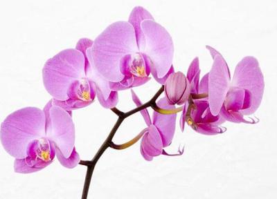 نحوه نگهداری گل ارکیده و روش های تکثیر