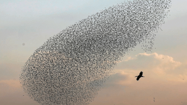 پایکوبی و زمزمه زیبای پرندگان در آسمان