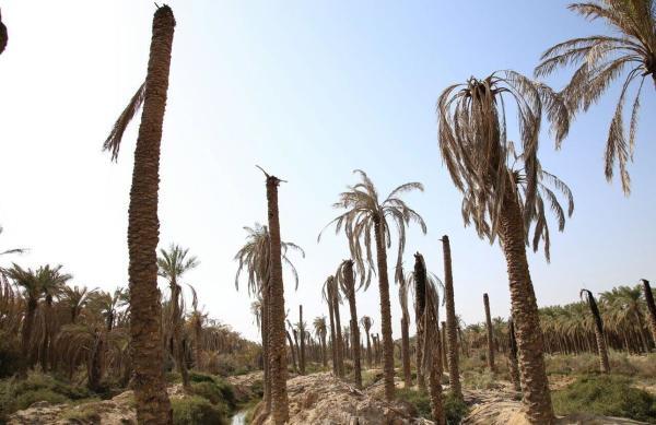 دلیل از بین رفتن 40 درصد از نخل های خوزستان