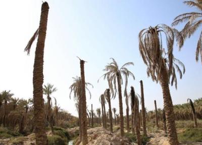 دلیل از بین رفتن 40 درصد از نخل های خوزستان