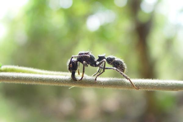کجا مورچه فشنگی ببینیم؟