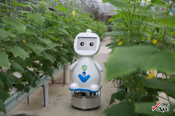 جدیدترین ربات کشاورز چین رونمایی شد ، دارای دوربین و سیستم شنیداری پیشرفته ، تخمین شرایط پیشرفت گیاهان