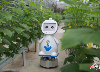 جدیدترین ربات کشاورز چین رونمایی شد ، دارای دوربین و سیستم شنیداری پیشرفته ، تخمین شرایط پیشرفت گیاهان