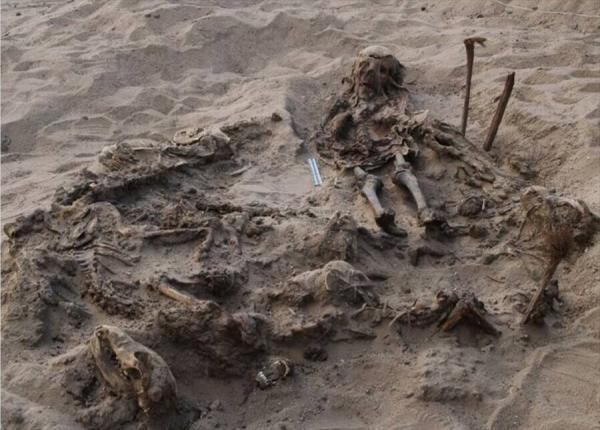 عکس ، کشف قبر مشترک یک کودک با 142 سگ